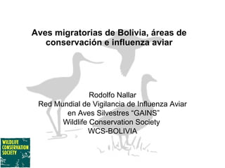 Aves migratorias de Bolivia, áreas de
conservación e influenza aviar
Rodolfo Nallar
Red Mundial de Vigilancia de Influenza Aviar
en Aves Silvestres “GAINS”
Wildlife Conservation Society
WCS-BOLIVIA
 