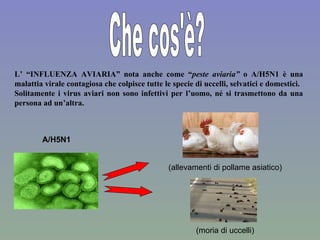Diffusione Dell’influenza Aviaria Ad Uccelli E Mammiferi. Scienziati In Allerta Per Mutazioni - Foto 12