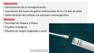 Influenza aviar | PPTX