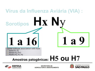 Vírus da Influenza Aviária (VIA) :
Sorotipos Hx Ny
Amostras patogênicas: H5 ou H7
1 a 16 1 a 9
 