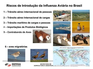 Riscos de Introdução da Influenza Aviária no BrasilRiscos de Introdução da Influenza Aviária no Brasil
1 – Trânsito aéreo internacional de pessoas1 – Trânsito aéreo internacional de pessoas
2 – Trânsito aéreo Internacional de cargas2 – Trânsito aéreo Internacional de cargas
3 – Trânsito marítimo de cargas e pessoas3 – Trânsito marítimo de cargas e pessoas
4 –4 – Importações deImportações de PProdutosrodutos BiológicosBiológicos
5 – Contrabando de Aves
6 – aves migratórias6 – aves migratórias
 