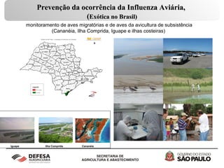2 - Vigilância Epidemiológica em aves silvestres
cativas, migratórias, autóctones e de criações
informais no Estado de São Paulo
Em casos suspeitos e/ou positivos em aves migratórias, o Plano
de Contingência prevê a intensificação da vigilância ativa em
aves cativas e domiciliadas em um raio de 10 Km. No caso de
positividade no raio de 10 Km, deverá ser realizada a
depopulação das aves de produção domiciliadas, desinfecção e
vazio sanitário. Para as aves silvestres cativas, isolamento e dois
testes com intervalo mínimo respeitando o período de incubação
do agente identificado.
 