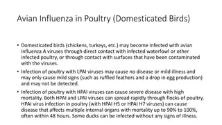 Avian Influenza in Poultry (Domesticated Birds)
• Domesticated birds (chickens, turkeys, etc.) may become infected with avian
influenza A viruses through direct contact with infected waterfowl or other
infected poultry, or through contact with surfaces that have been contaminated
with the viruses.
• Infection of poultry with LPAI viruses may cause no disease or mild illness and
may only cause mild signs (such as ruffled feathers and a drop in egg production)
and may not be detected.
• Infection of poultry with HPAI viruses can cause severe disease with high
mortality. Both HPAI and LPAI viruses can spread rapidly through flocks of poultry.
HPAI virus infection in poultry (with HPAI H5 or HPAI H7 viruses) can cause
disease that affects multiple internal organs with mortality up to 90% to 100%,
often within 48 hours. Some ducks can be infected without any signs of illness.
 