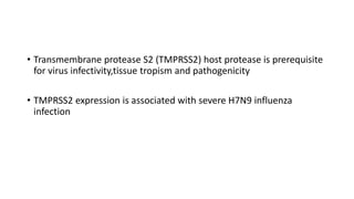 • Transmembrane protease S2 (TMPRSS2) host protease is prerequisite
for virus infectivity,tissue tropism and pathogenicity
• TMPRSS2 expression is associated with severe H7N9 influenza
infection
 