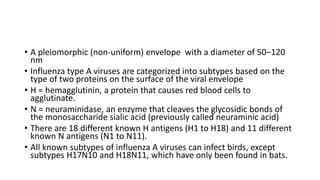 • A pleiomorphic (non-uniform) envelope with a diameter of 50–120
nm
• Influenza type A viruses are categorized into subtypes based on the
type of two proteins on the surface of the viral envelope
• H = hemagglutinin, a protein that causes red blood cells to
agglutinate.
• N = neuraminidase, an enzyme that cleaves the glycosidic bonds of
the monosaccharide sialic acid (previously called neuraminic acid)
• There are 18 different known H antigens (H1 to H18) and 11 different
known N antigens (N1 to N11).
• All known subtypes of influenza A viruses can infect birds, except
subtypes H17N10 and H18N11, which have only been found in bats.
 