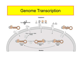Replication Mutation Influenzae replication cycle and mutation | PDF