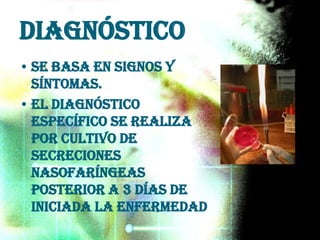 Diagnóstico
• Se basa en signos y
síntomas.
• El diagnóstico
específico se realiza
por cultivo de
secreciones
nasofaríngeas
posterior a 3 días de
iniciada la enfermedad
 