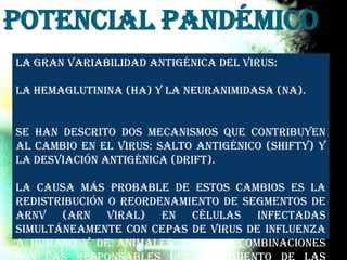 Potencial pandémico
La gran variabilidad antigénica del virus:
la Hemaglutinina (HA) y la Neuranimidasa (NA).
Se han descrito dos mecanismos que contribuyen
al cambio en el virus: salto antigénico (shifty) y
la desviación antigénica (drift).
La causa más probable de estos cambios es la
redistribución o reordenamiento de segmentos de
ARNv (ARN viral) en células infectadas
simultáneamente con cepas de virus de influenza
A humano y de animales, estas recombinaciones
 