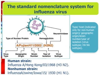 The standard nomenclature system for
influenza virus
Type/ host (indicated
only for non-human
origin)/ geographic
origin/strain
number/year of
isolation (virus
subtype; HA NA
subtype).
Human strain:
Influenza A/Hong Kong/03/1968 (H3 N2).
Nonhuman strain:
lnfluenzaA/swine/Iowa/15/ 1930 (H1 N1).
 