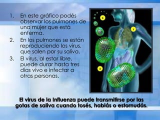 1. En este gráfico podés
observar los pulmones de
una mujer que está
enferma.
2. En los pulmones se están
reproduciendo los virus,
que salen por su saliva.
3. El virus, al estar libre,
puede durar hasta tres
días vivo e infectar a
otras personas.
El virus de la Influenza puede transmitirse por las
gotas de saliva cuando tosés, hablás o estornudás.
 