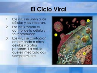 El Ciclo Viral
1. Los virus se unen a las
células y las infectan.
2. Los virus toman el
control de la célula y
se reproducen.
3. Los virus se contagian
enfermando a otras
células y a otras
personas. La célula
que es infectada casi
siempre muere.
 