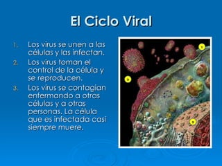 El Ciclo Viral
1.   Los virus se unen a las
     células y las infectan.
2.   Los virus toman el
     control de la célula y
     se reproducen.
3.   Los virus se contagian
     enfermando a otras
     células y a otras
     personas. La célula
     que es infectada casi
     siempre muere.
 