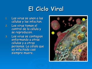 El Ciclo Viral
1.   Los virus se unen a las
     células y las infectan.
2.   Los virus toman el
     control de la célula y
     se reproducen.
3.   Los virus se contagian
     enfermando a otras
     células y a otras
     personas. La célula que
     es infectada casi
     siempre muere.
 