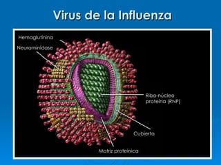 Virus de la Influenza
Hemaglutinina

Neuraminidase




                                        Ribo-núcleo
                                        proteína (RNP)




                                  Cubierta


                    Matriz proteínica
 