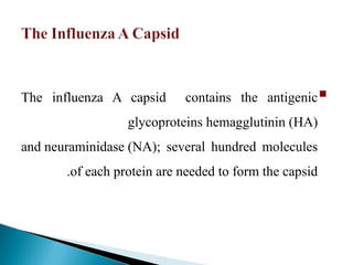 
The influenza A capsid contains the antigenic
glycoproteins hemagglutinin (HA)
and neuraminidase (NA); several hundred molecules
of each protein are needed to form the capsid
.
 
