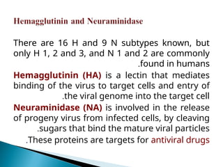 There are 16 H and 9 N subtypes known, but
only H 1, 2 and 3, and N 1 and 2 are commonly
found in humans
.
Hemagglutinin (HA) is a lectin that mediates
binding of the virus to target cells and entry of
the viral genome into the target cell
.
Neuraminidase (NA) is involved in the release
of progeny virus from infected cells, by cleaving
sugars that bind the mature viral particles
.
These proteins are targets for antiviral drugs
.
 