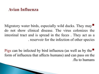 
Migratory water birds, especially wild ducks. They may
do not show clinical disease. The virus colonizes the
intestinal tract and is spread in the feces . They act as a
reservoir for the infection of other species
.

Pigs can be infected by bird influenza (as well as by the
form of influenza that affects humans) and can pass on the
flu to humans
.
 