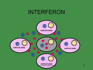 INTERFERON www.freelivedoctor.com antiviral state antiviral state antiviral state antiviral state 