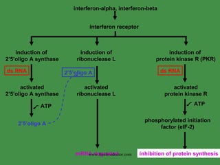 interferon-alpha, interferon-beta interferon receptor  induction of  2’5’oligo A synthase induction of  protein kinase R (PKR) 2’5’oligo A induction of  ribonuclease L  activated  ribonuclease L  ATP ds RNA ds RNA activated protein kinase R activated 2’5’oligo A synthase ATP 2’5’oligo A mRNA degraded  phosphorylated initiation factor (eIF-2) inhibition of protein synthesis  www.freelivedoctor.com 