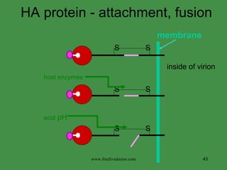 HA protein - attachment, fusion  inside of virion membrane www.freelivedoctor.com S S S S S S host enzymes acid  pH  