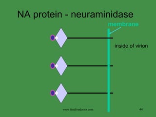 NA protein - neuraminidase  inside of virion membrane www.freelivedoctor.com 