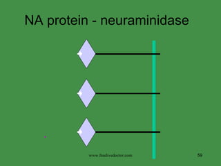 NA protein - neuraminidase  . . . . . . . . . . . . . . . . . . . www.freelivedoctor.com 