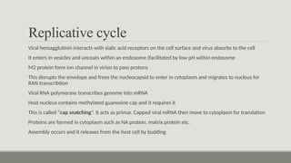 Replicative cycle
Viral hemagglutinin interacts with sialic acid receptors on the cell surface and virus absorbs to the cell
It enters in vesicles and uncoats within an endosome (facilitated by low pH within endosome
M2 protein form ion channel in virion to pass protons
This disrupts the envelope and frees the nucleocapsid to enter in cytoplasm and migrates to nucleus for
RAN transcribtion
Viral RNA polymerase transcribes genome into mRNA
Host nucleus contains methylated guanosine cap and it requires it
This is called “cap snatching”. It acts as primar. Capped viral mRNA then move to cytoplasm for translation
Proteins are formed in cytoplasm such as NA protein, matrix protein etc.
Assembly occurs and it releases from the host cell by budding
 