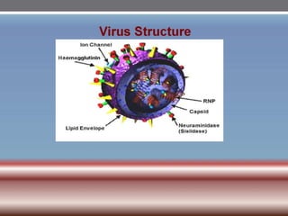 INFLUENZA VIRUSES .pptx