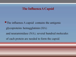 INFLUENZA VIRUSES .pptx
