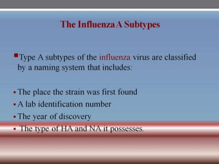 INFLUENZA VIRUSES .pptx