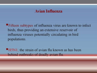 INFLUENZA VIRUSES .pptx