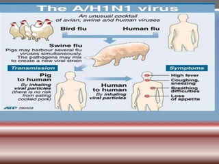INFLUENZA VIRUSES .pptx