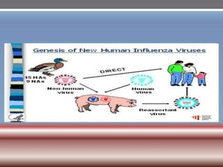 INFLUENZA VIRUSES .pptx