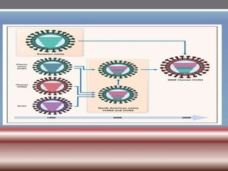 INFLUENZA VIRUSES .pptx