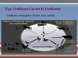 INFLUENZA VIRUSES .pptx