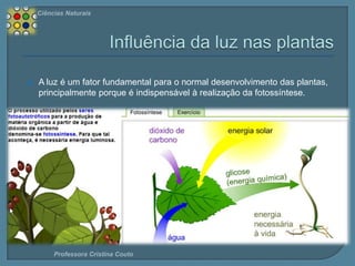 Ciências Naturais



A luz é um fator fundamental para o normal desenvolvimento das plantas,
principalmente porque é indispensável à realização da fotossíntese.

Professora Cristina Couto

 