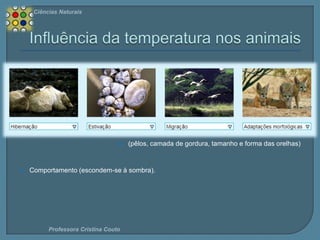 Ciências Naturais





(pêlos, camada de gordura, tamanho e forma das orelhas)

Comportamento (escondem-se à sombra).

Professora Cristina Couto

 