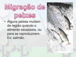 Migração de peixes Alguns peixes mudam de região quando o alimento escasseia, ou para se reproduzirem. Ex: salmão.