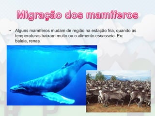 Migração dos mamíferosAlguns mamíferos mudam de região na estação fria, quando as temperaturas baixam muito ou o alimento escasseia. Ex: baleia, renas