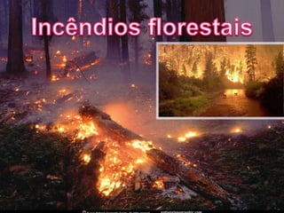 Incêndios florestais
