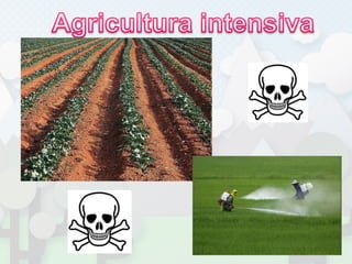 Agricultura intensiva