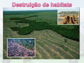 Destruição de habitats