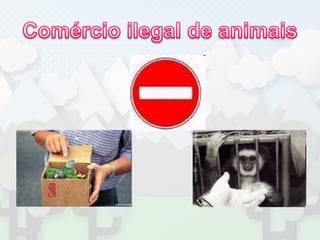 Comércio ilegal de animais