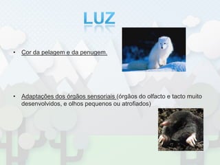 Cor da pelagem e da penugem. Adaptações dos órgãos sensoriais (órgãos do olfacto e tacto muito desenvolvidos, e olhos pequenos ou atrofiados)LUZ
