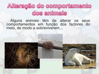 Alteração do comportamento dos animaisAlguns animais têm de alterar os seus comportamentos em função dos factores do meio, de modo a sobreviverem…