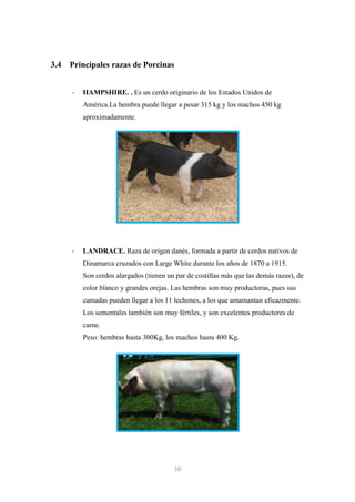 10
3.4 Principales razas de Porcinas
- HAMPSHIRE. . Es un cerdo originario de los Estados Unidos de
América.La hembra puede llegar a pesar 315 kg y los machos 450 kg
aproximadamente.
- LANDRACE. Raza de origen danés, formada a partir de cerdos nativos de
Dinamarca cruzados con Large White durante los años de 1870 a 1915.
Son cerdos alargados (tienen un par de costillas más que las demás razas), de
color blanco y grandes orejas. Las hembras son muy productoras, pues sus
camadas pueden llegar a los 11 lechones, a los que amamantan eficazmente.
Los sementales también son muy fértiles, y son excelentes productores de
carne.
Peso: hembras hasta 300Kg, los machos hasta 400 Kg.
 