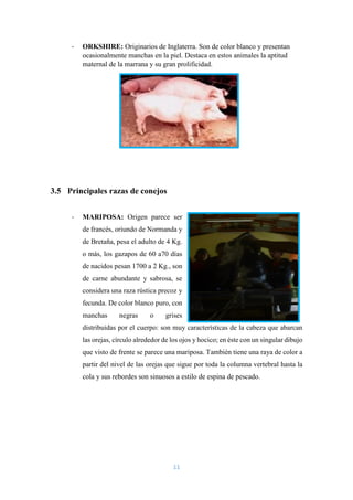 11
- ORKSHIRE: Originarios de Inglaterra. Son de color blanco y presentan
ocasionalmente manchas en la piel. Destaca en estos animales la aptitud
maternal de la marrana y su gran prolificidad.
3.5 Principales razas de conejos
- MARIPOSA: Origen parece ser
de francés, oriundo de Normanda y
de Bretaña, pesa el adulto de 4 Kg.
o más, los gazapos de 60 a70 días
de nacidos pesan 1700 a 2 Kg., son
de carne abundante y sabrosa, se
considera una raza rústica precoz y
fecunda. De color blanco puro, con
manchas negras o grises
distribuidas por el cuerpo: son muy características de la cabeza que abarcan
las orejas, círculo alrededor de los ojos y hocico; en éste con un singular dibujo
que visto de frente se parece una mariposa. También tiene una raya de color a
partir del nivel de las orejas que sigue por toda la columna vertebral hasta la
cola y sus rebordes son sinuosos a estilo de espina de pescado.
 