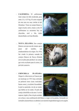 12
- CALIFORNIA: El californiano
tiene orejas de talla moderada, pesa
entre 3,5 y 4,75 kg. El color original
de esta raza era muy similar al del
Himalayo. Tiene un cuerpo blanco y
negro en pies, nariz, orejas y cola. El
californiano se encuentra hoy en
chocolate, azul y lila, todos
desarrollados en Gran Bretaña.
- NUEVA ZELANDA: Son conejos
blancos son una raza de conejo, que a
pesar del nombre, son
estadounidenses de origen. En 1916,
fue criado la primera camada de
conejos blancos de Nueva Zelanda
con un plan para producir un conejo
que sería excelente para la carne y la
piel del comercio.
- CHINCHILLA PLATEADA:
Origen lo obtuvieron en Francia por
un mestizaje en 1913 muy estimado
en peletería tiene cierta rusticidad,
buena carne y excelente fecundidad,
la piel es parecida a la de un roedor
que habita en los andes. El pelo del
conejo chinchilla es de unos 3 cm de
espesor, rígido y fino, de gris azulado
en su base y una combinación del blanco y negro en las puntas, formando un
moteado característicos se admiten con mancha longitudinal negra en la región
 