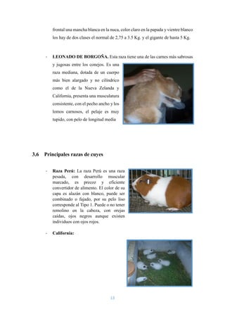 13
frontal una mancha blanca en la nuca, color claro en la papada y vientre blanco
los hay de dos clases el normal de 2,75 a 3.5 Kg. y el gigante de hasta 5 Kg.
- LEONADO DE BORGOÑA. Esta raza tiene una de las carnes más sabrosas
y jugosas entre los conejos. Es una
raza mediana, dotada de un cuerpo
más bien alargado y no cilíndrico
como el de la Nueva Zelanda y
California, presenta una musculatura
consistente, con el pecho ancho y los
lomos carnosos, el pelaje es muy
tupido, con pelo de longitud media
3.6 Principales razas de cuyes
- Raza Perú: La raza Perú es una raza
pesada, con desarrollo muscular
marcado, es precoz y eficiente
convertidor de alimento. El color de su
capa es alazán con blanco, puede ser
combinado o fajado, por su pelo liso
corresponde al Tipo 1. Puede o no tener
remolino en la cabeza, con orejas
caídas, ojos negros aunque existen
individuos con ojos rojos.
- California:
 