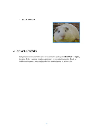 14
- RAZA ANDINA
4 CONCLUCIONES
Se logró conocer las diferentes razas de los animales que hay en el IIASAM –Tingua,
las razas de los vacunos, porcinos, conejos y cuyes principalmente; donde se
está logrando poco a poco mejorar la raza para aumentar la producción.
 